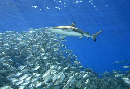 Les requins de Iles Salomon