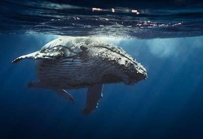 Baleine à bosse à Vava’u Tonga