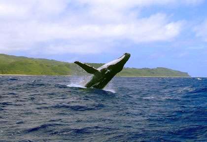 Les baleines de Rurutu
