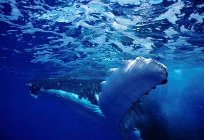 Baleine à Rurutu