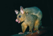 Australie - Jervis Bay - Paperbark Camp - Possum et son petit © Mike Gebicki