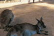 Australie - South Australia - Kandaroo Island - Kangourou