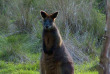 Australie - Melbourne - Excursion Koalas & Kangourous in the Wild - Wallaby noir