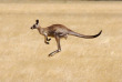 Australie - Melbourne - Excursion Koalas & Kangourous in the Wild - Kangourou