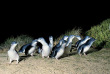 Australie - Victoria - Phillip Island - Pingouins de Phillip Island – Penguins Plus