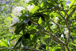Fidji - Nadi - Garden of the Sleeping Giant © Virginia Smith, Shutterstock