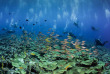 Micronésie - Palau - Ocean Hunter 3 - Fish'n Fins © Enric Sala