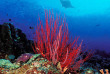 Micronésie - Palau - Ocean Hunter 3 - Fish'n Fins © Bicze Morskie