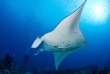 Micronésie - Palau - Ocean Hunter 3 - Fish'n Fins