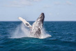 Nouvelle-Calédonie - Baleine à bosse © Shutterstock, EMS DOP