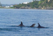 Nouvelle-Zélande - Bay of Islands - Safari dauphins à la journée dans la Bay of Islands