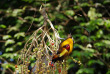 Papouasie-Nouvelle-Guine - Oiseau de Paradis