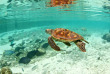 Polynésie - Bora Bora - Le Meridien Bora Bora - Activités écologiques