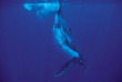 Polynésie française - Moorea - Expédition Dauphins et Baleines du Dr Poole © Tahiti Tourisme, Vincent Audet