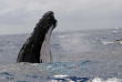 Polynésie française - Moorea - Expédition Dauphins et Baleines du Dr Poole