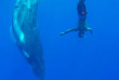 Polynésie française - Moorea - Découverte des Baleines