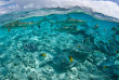 Polynésie française - Bora Bora © Shutterstock, Ethan Daniels