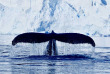 Croisières PONANT - Antarctique - Les manchots empereurs de Bellinghausen © Studio Ponant, Morgane Monneret