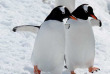 Croisières PONANT - Antarctique - Noël et Jour de l'An en Terres Australes © Studio Ponant, Nathalie Michel