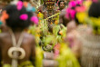 Croisières PONANT - Pacifique - Cultures ancestrales de Papouasie-Nouvelle-Guinée © Studio Ponant