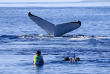 Tonga - Nager avec les baleines à bosse