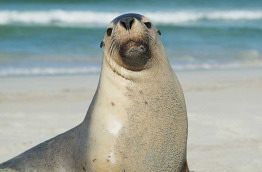 Australie - South Australia - Kandaroo Island - Seal Bay