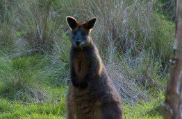 Australie - Melbourne - Excursion Koalas & Kangourous in the Wild - Wallaby noir