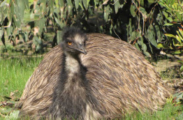 Australie - Melbourne - Excursion Koalas & Kangourous in the Wild - Emeu
