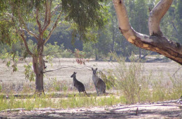 Australie - Melbourne - Excursion Koalas & Kangourous in the Wild - Serendip Sanctuary