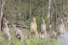Australie - Melbourne - Excursion Koalas & Kangourous in the Wild - Kangourous