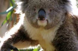 Australie - Melbourne - Excursion Koalas & Kangourous in the Wild - Koala