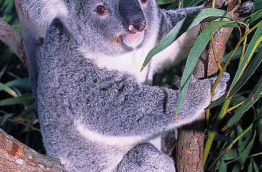 Tour du monde - Australie - Koala © Tourism Australia