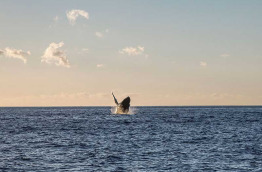 Hawaii - Maui - observation des baleines à Lahaina