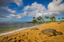 Hawaii - Oahu - Haleiwa Beach ©Shutterstock, Lifeofseb