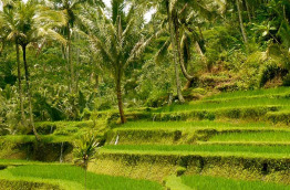 Indonésie - Bali - Les rizières de Gunung Kawi