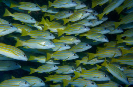Maldives - Dhigurah - BB Dive