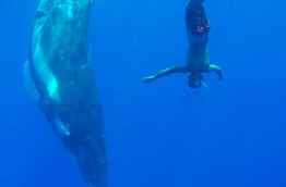 Polynésie française - Moorea - Découverte des Baleines