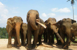 Sri Lanka - L'orphelinat des éléphants