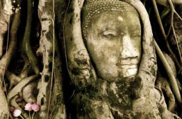 Thaïlande - Excursion - Ayutthaya Bouddha et Banyan