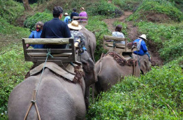 Thailande - Camps des éléphants du Nord de la Thaïlande
