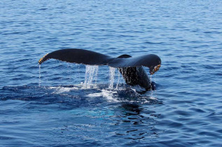 Hawaii - Maui - observation des baleines à Lahaina