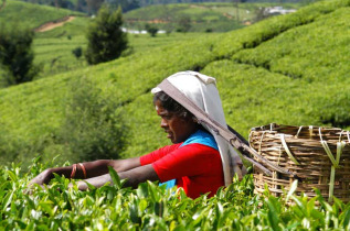 Sri Lanka - Cueilleuse de thé à Nuwara Eliya