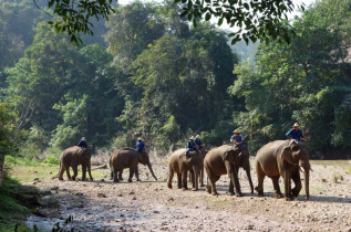 Thailande - Les éléphants du Nord thaïlande