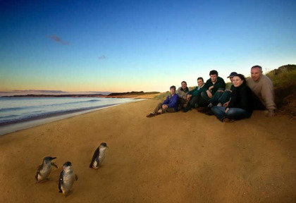 Australie - Victoria - Phillip Island - Excursion Ultimate Penguin Tour