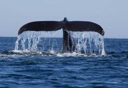 Nouvelle-Calédonie - Baleine à bosse © Shutterstock, Tory Kallman