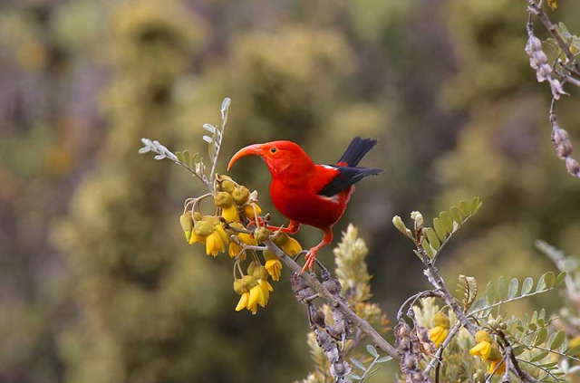 Hawaii - Oahu - Oiseaux et nature à Oahu © Shutterstock, Vagabond