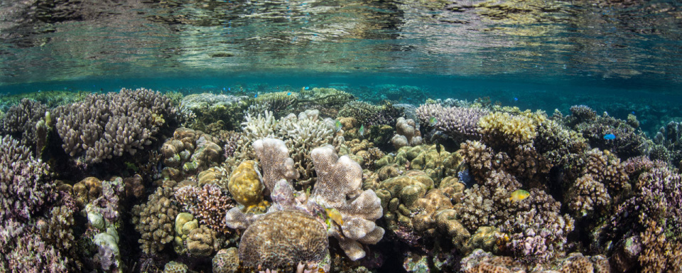 Snorkeling à Uepi © Shutterstock - Ethan Daniels
