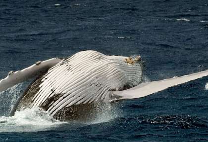 Baleine à bosse à Tonga © Nai’a - Mark Snyder