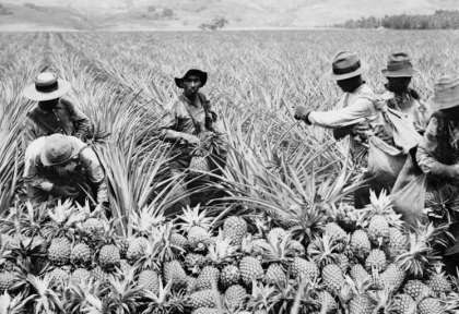 Hawaii - plantations d’ananas © Shutterstock - Everett Historical