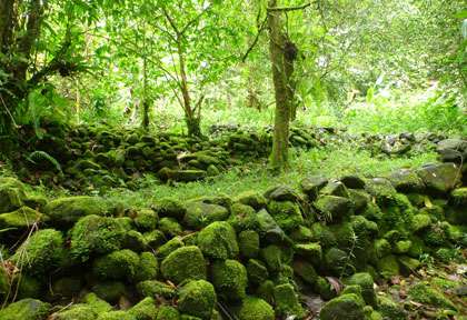 Les ruines de Menka à Kosrae